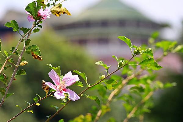 台北植物園風情   1120918