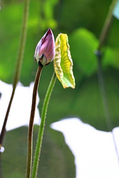 台北植物園風情   1120918