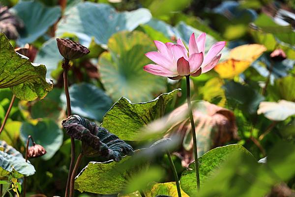 台北植物園風情   1120918