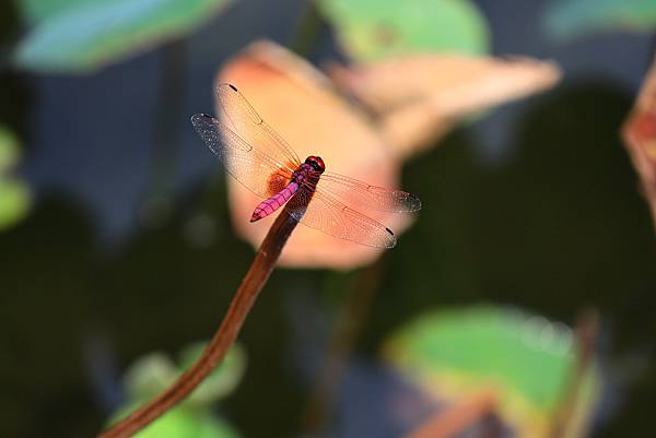 中正紀念公園與228公園  1120922