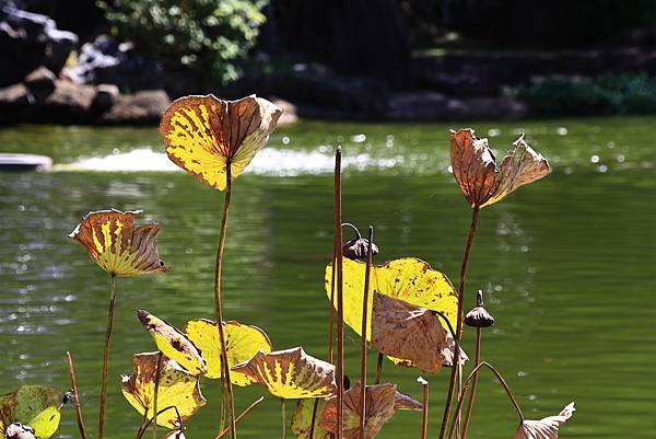 中正紀念公園與228公園  1120922