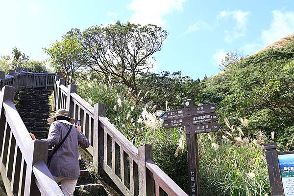 衝啊 - 芒花海 !  七星山冷水坑登山口   112110