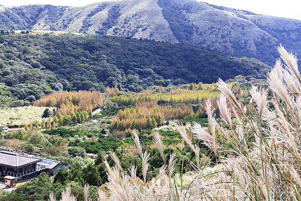 衝啊 - 芒花海 !  七星山冷水坑登山口   112110