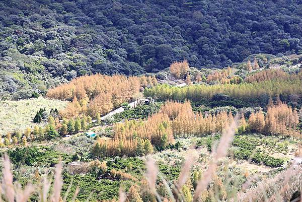 衝啊 - 芒花海 !  七星山冷水坑登山口   112110