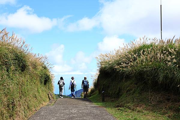 衝啊 - 芒花海 !  七星山冷水坑登山口   112110