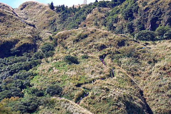 衝啊 - 芒花海 !  七星山冷水坑登山口   112110