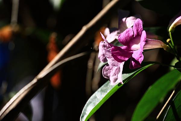 新北泰山蒜香藤花季  1121105