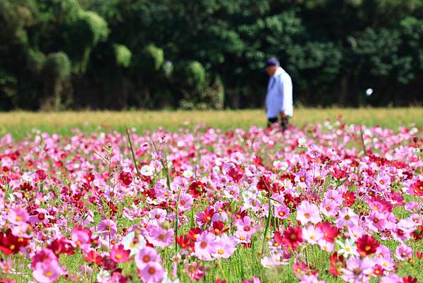 花IN台北  1121115