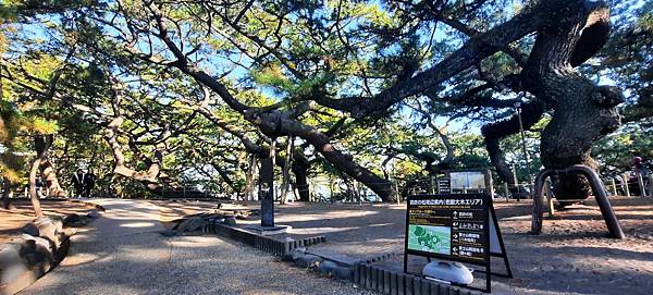 大井川5日 -7   三保松園  1121205