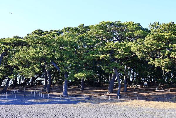 大井川5日 -7   三保松園  1121205