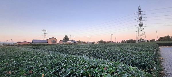 大井川5日 -9   靜岡茶園【喜作園】抹茶觀光工場    