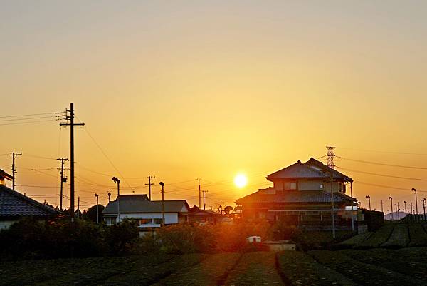 大井川5日 -9   靜岡茶園【喜作園】抹茶觀光工場    