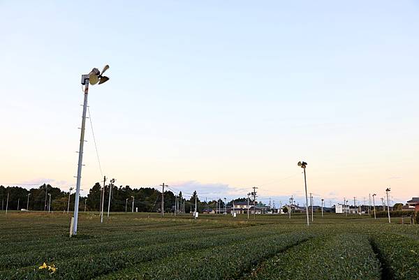 大井川5日 -9   靜岡茶園【喜作園】抹茶觀光工場    