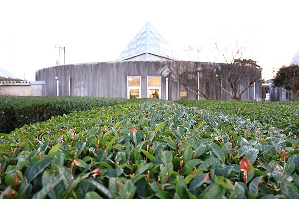 大井川5日 -9   靜岡茶園【喜作園】抹茶觀光工場    