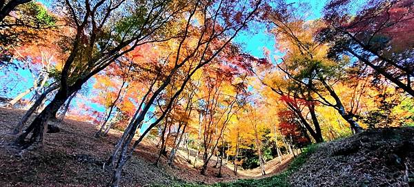 大井川5日-12  香嵐溪賞楓  1121210