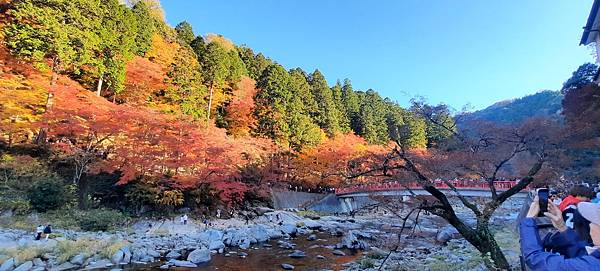 大井川5日-12  香嵐溪賞楓  1121210