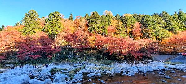 大井川5日-12  香嵐溪賞楓  1121210