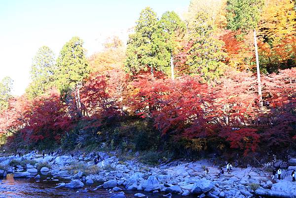 大井川5日-12  香嵐溪賞楓  1121210