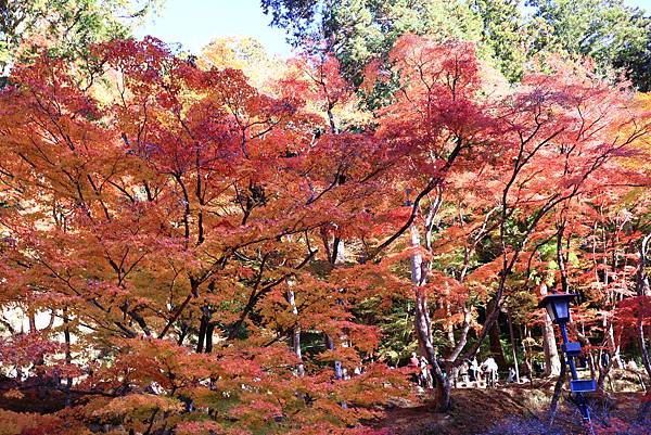 大井川5日-12  香嵐溪賞楓  1121210