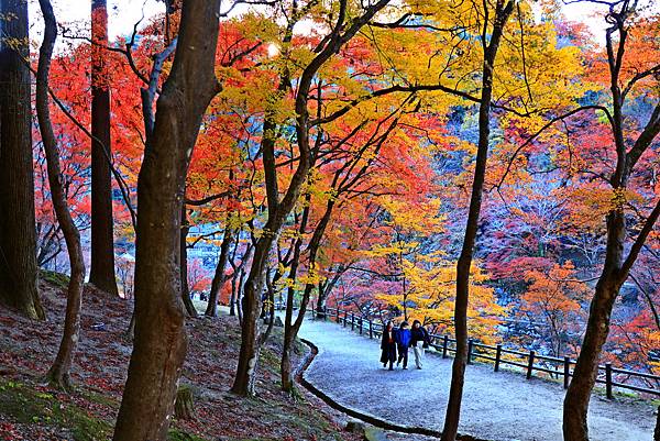 大井川5日-12  香嵐溪賞楓  1121210