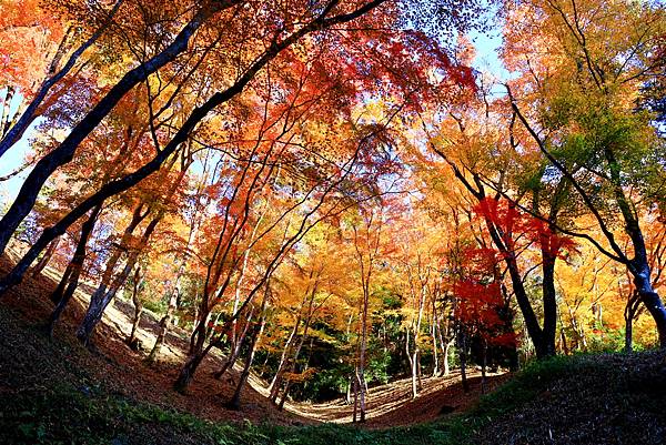 大井川5日-12  香嵐溪賞楓  1121210