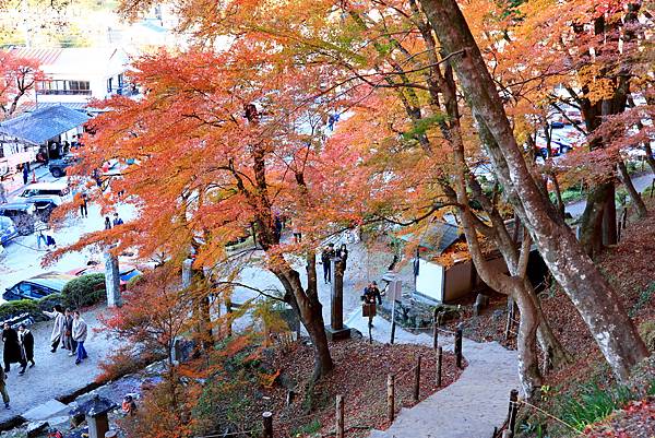 大井川5日-12  香嵐溪賞楓  1121210