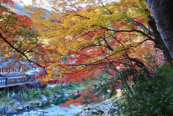 大井川5日-12  香嵐溪賞楓  1121210