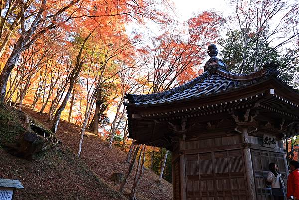 大井川5日-12  香嵐溪賞楓  1121210