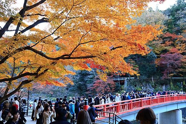 大井川5日-12  香嵐溪賞楓  1121210