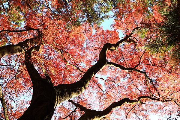 大井川5日-13 香積寺   1121216