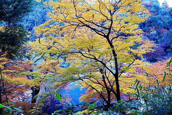 大井川5日-13 香積寺   1121216