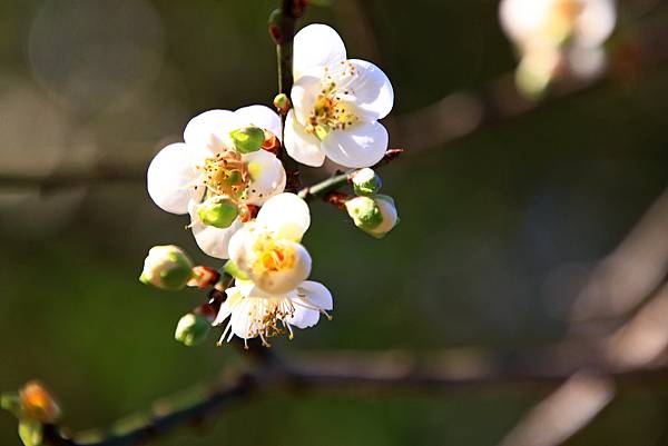 寒梅-1 惠蓀林場