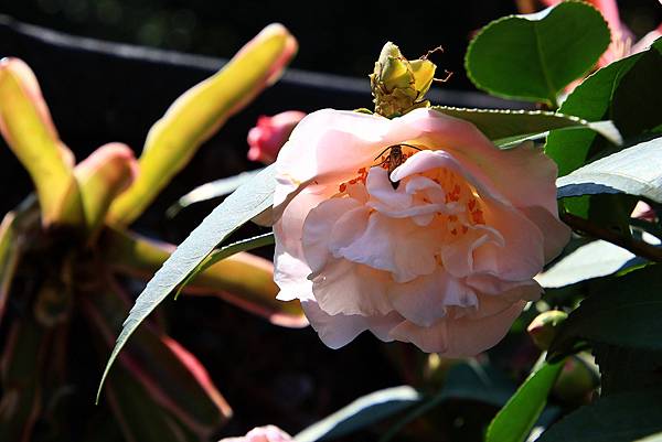 陽明山花卉試驗中心113年茶花展   1130111