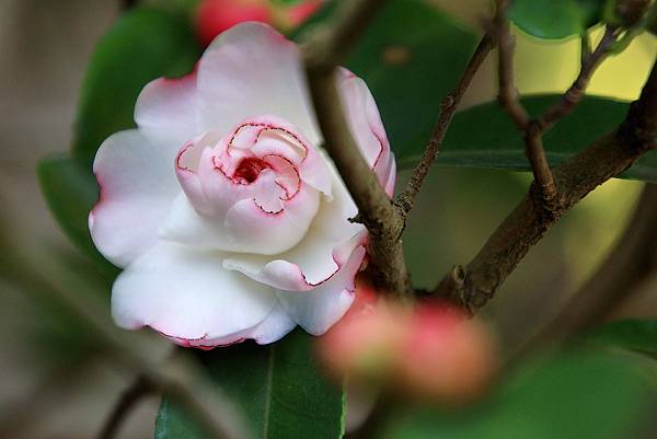 陽明山花卉試驗中心113年茶花展   1130111