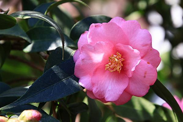 陽明山花卉試驗中心113年茶花展   1130111