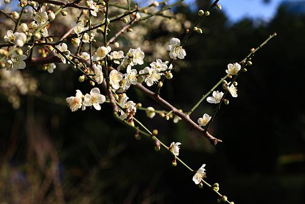 寒梅-5  中正紀念公園  1130114