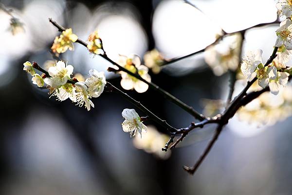 寒梅-5  中正紀念公園  1130114