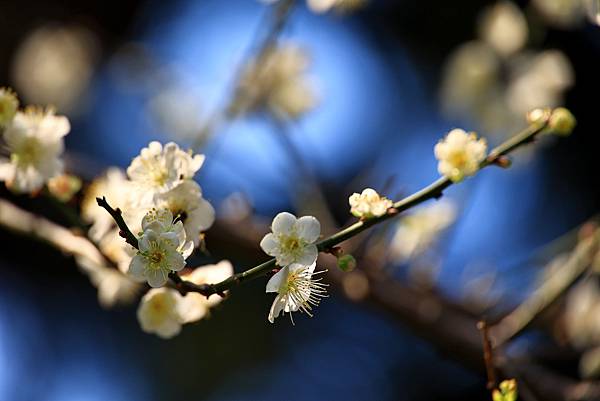 寒梅-5  中正紀念公園  1130114