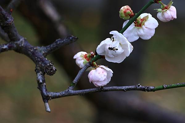 寒梅-8 中正紀念堂  純香梅花   1130126