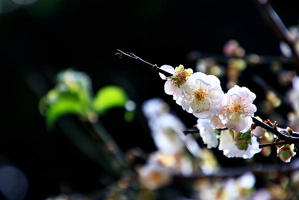 寒梅-9 中正紀念公園  1130208