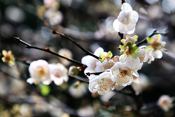 寒梅-9 中正紀念公園  1130208