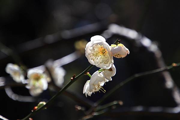 寒梅-9 中正紀念公園  1130208