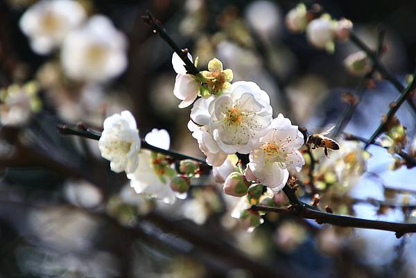 寒梅-9 中正紀念公園  1130208