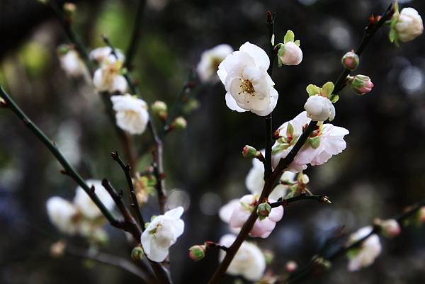 寒梅-9 中正紀念公園  1130208