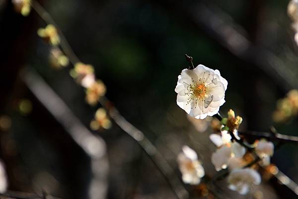 寒梅-9 中正紀念公園  1130208