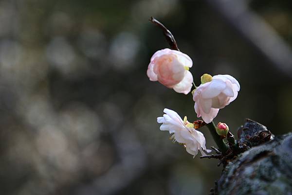 寒梅-9 中正紀念公園  1130208