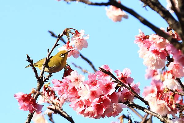 中正紀念公園櫻花開  1130213