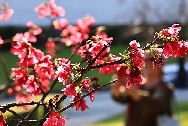 中正紀念公園櫻花開  1130213