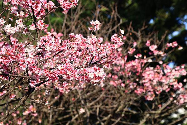 中正紀念公園櫻花開  1130213