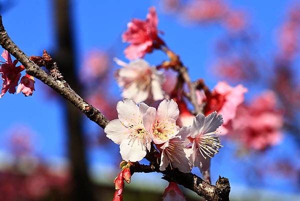 中正紀念公園櫻花開  1130213